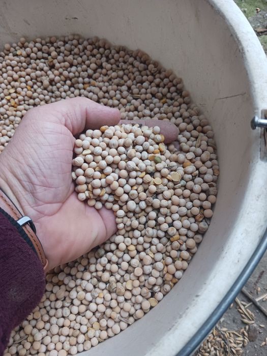 Sprzedam groch batut.