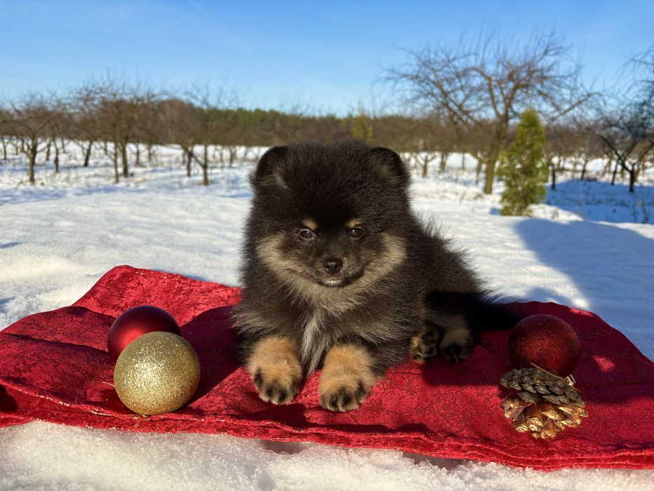 Czarny podpalany miś Pomeranian – przeuroczy chłopczyk!