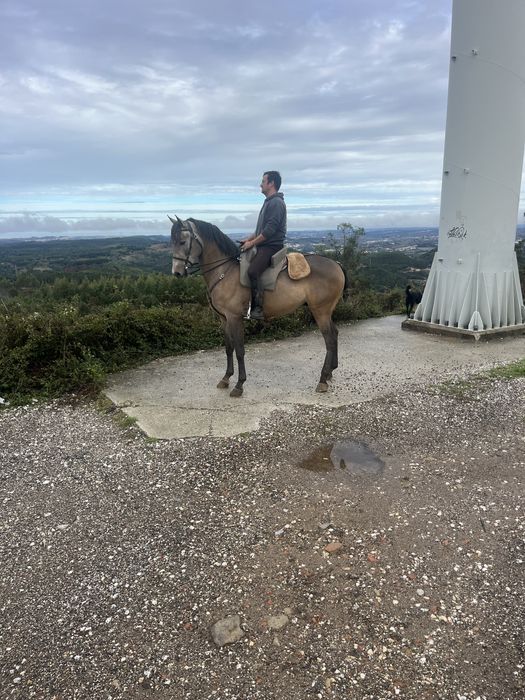 Cavalo lusitano 1,63m