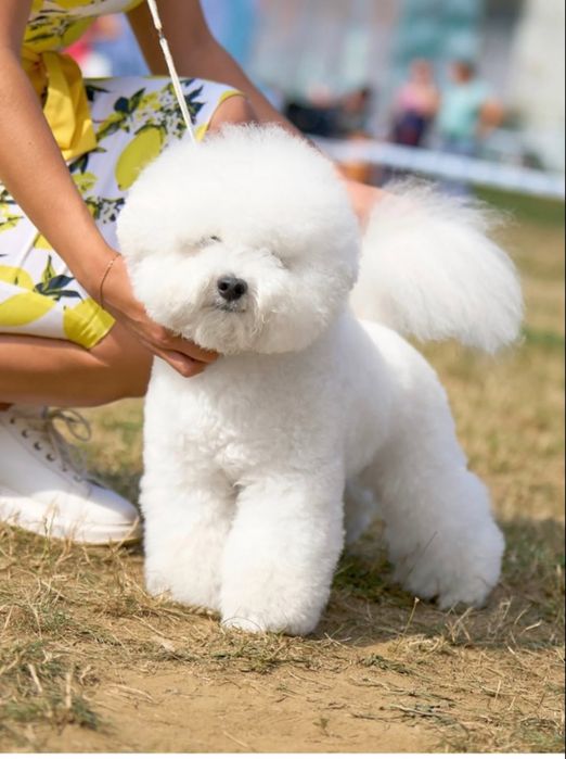 Бішон. Діти Інтерчемпіонів та Чемпіонів Украіни.