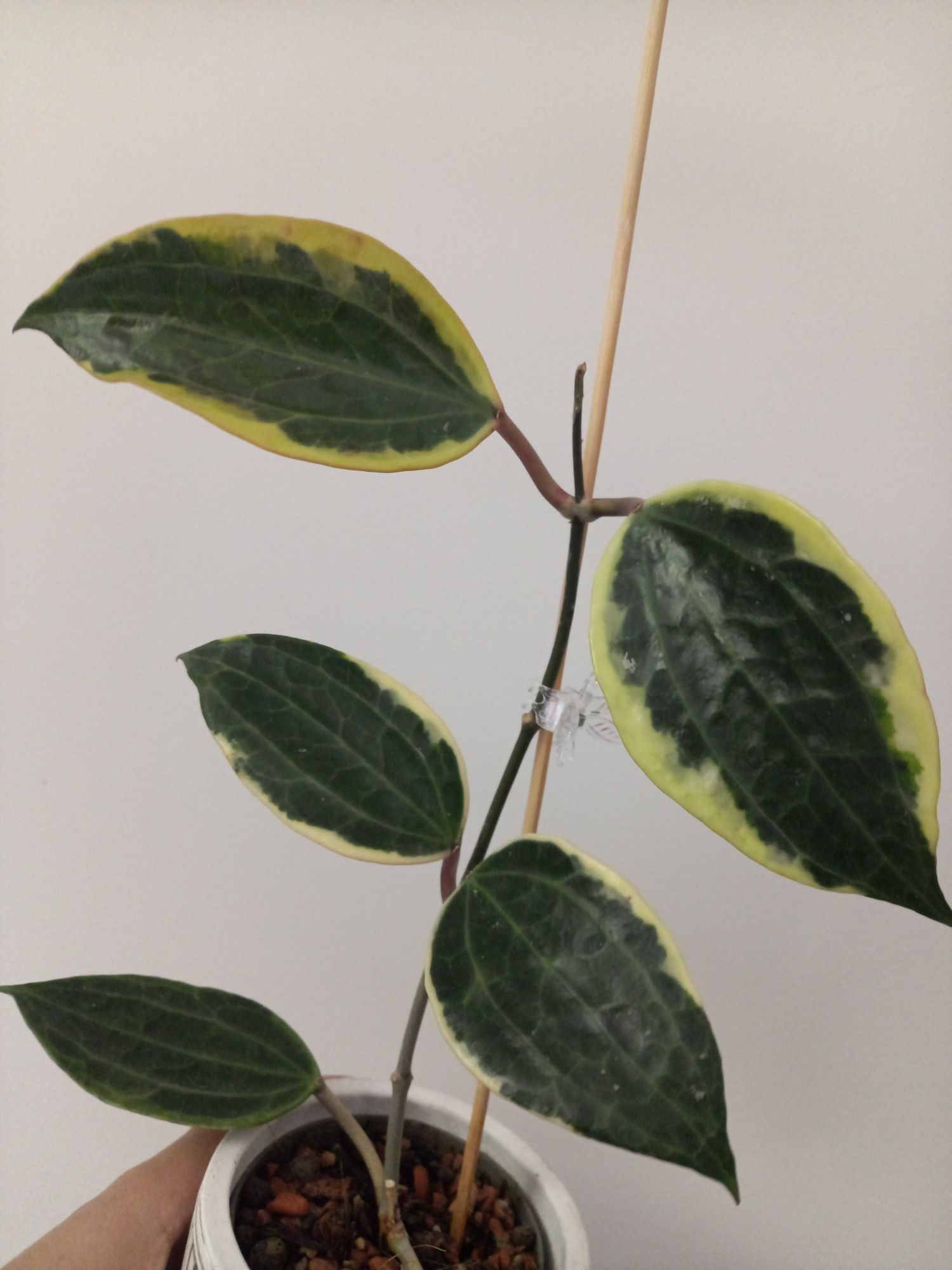 Hoya Macrophylla Albomarginata