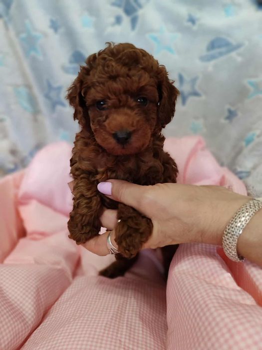 Pudel Toy chłopczyk chiński