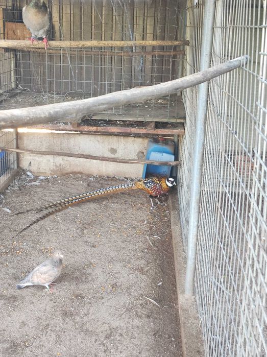 Faisão Venerado Macho