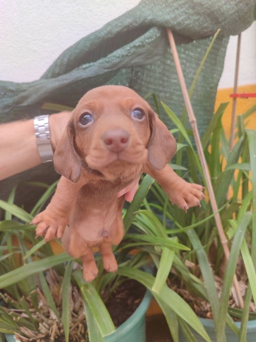 Teckel Miniatura  olhos azuis