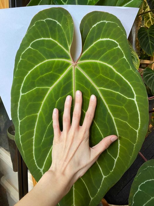 Zestaw różnych sadzonek Anthuriów (6 sztuk)