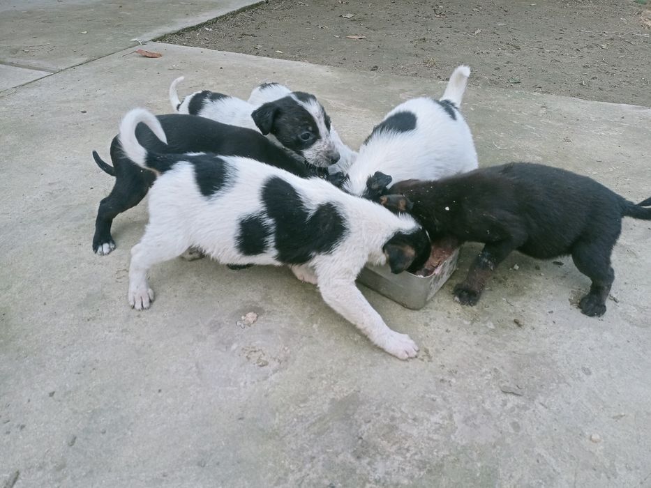 Віддам собак в добрі руки