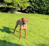 Rhodesian Ridgeback HURYSA suczka z elitarnym pochodzeniem ZKwP/FCI