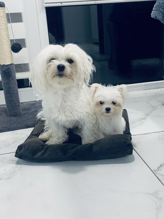 Мальтійська болонка