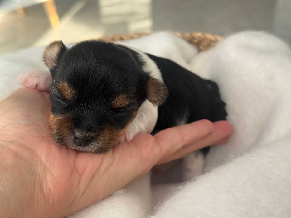 Yorkshire terrier Biewer , York , metryka ZKwP FCI , mały piesek Hugo