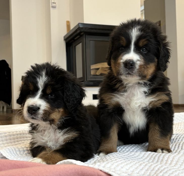 Berneński pies pasterski ZHPR UCI