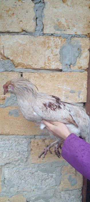 Петушки амераукана