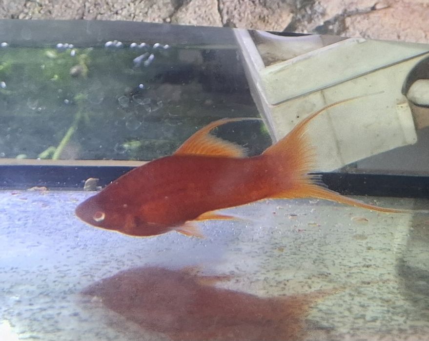 Młody welonowy samiec mieczyka albino
