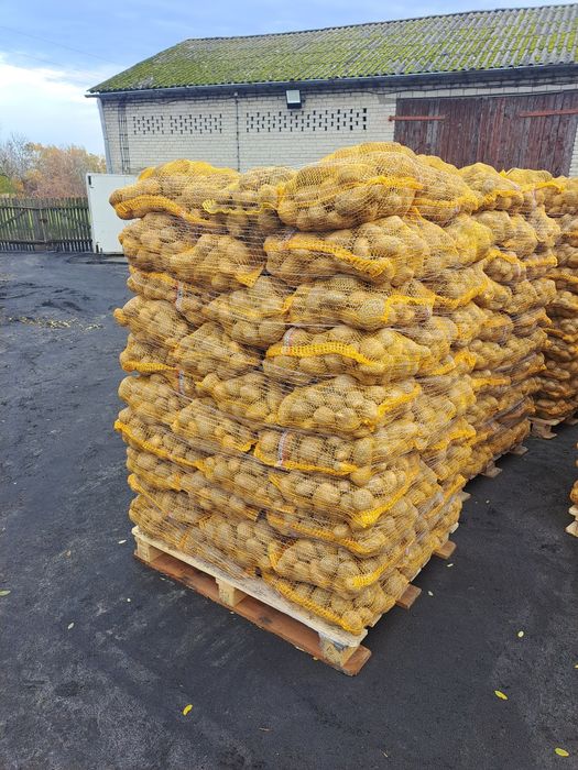 Ziemniaki żółte Jurek kal 5+obieranie,mycie