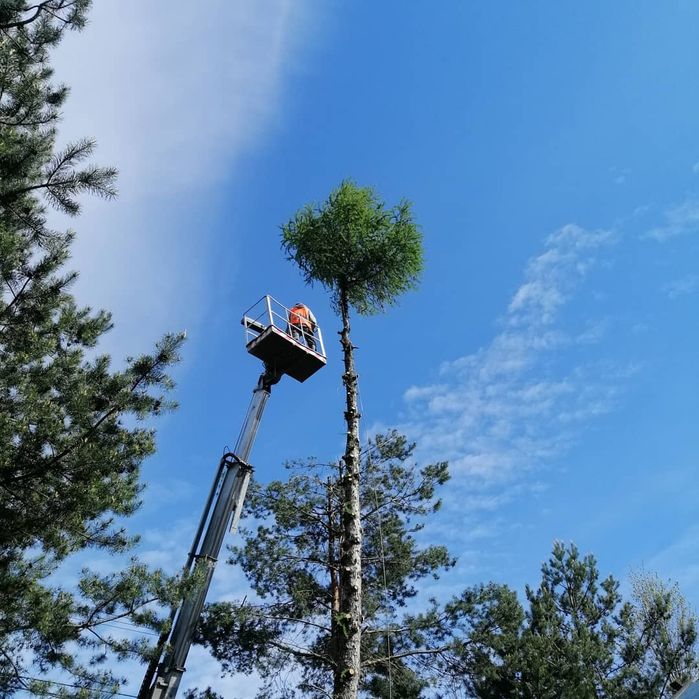 wycinka podcinka drzew Trudnych -malowanie dachów -mulczer