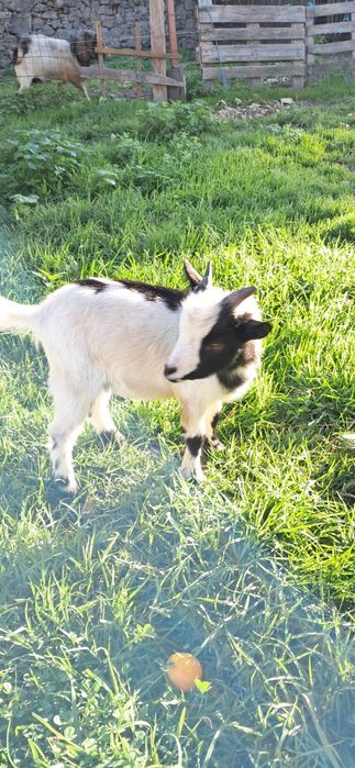 Micro anão ,para estimaçao