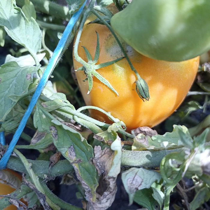 Насіння томату "Золоте серце Ашхабаду","Товстунка","Царь Колокол"