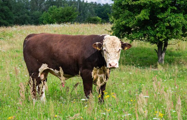 Ekologiczne bydło mięsne: byki hereford 18 miesięcy badania DNA