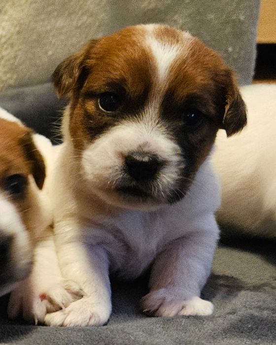 Jack Russell Terrier FCI ZKwP