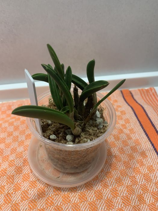 Орхідея mini Laelia briegeri