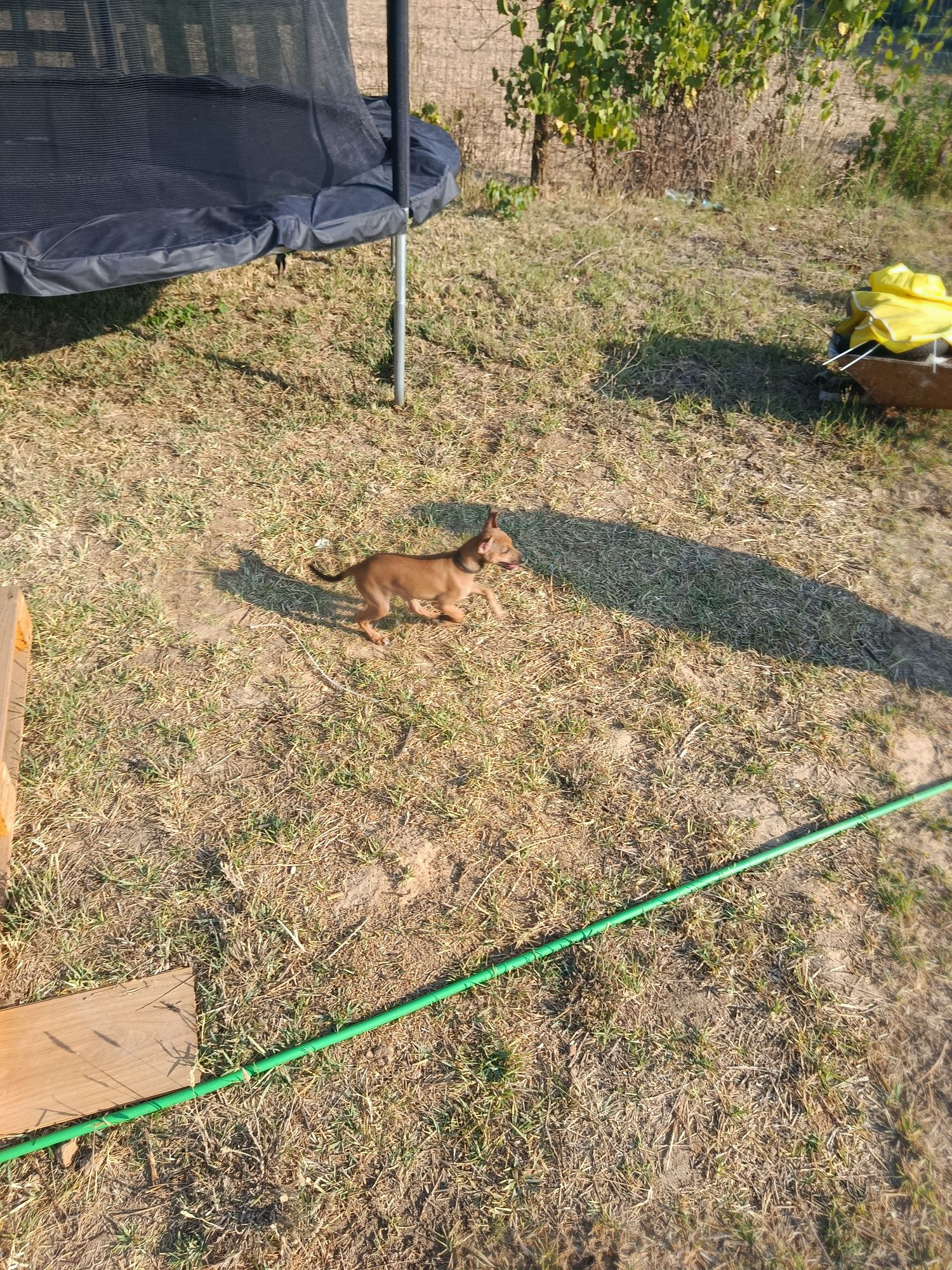 Cão com 2 meses para adotar