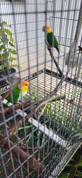 Marianinhas/Ecletus