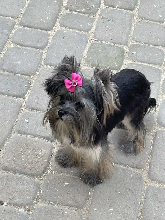 Yorkshire terrier miniaturka 1.60 kg suczka Misia paszport