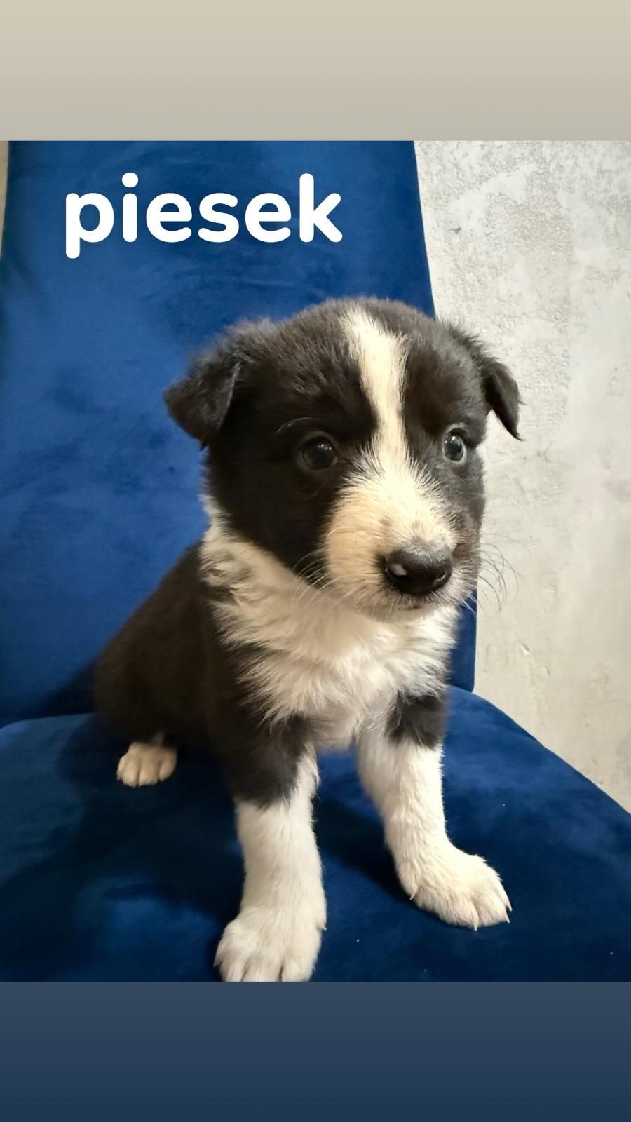 Border collie szczeniak