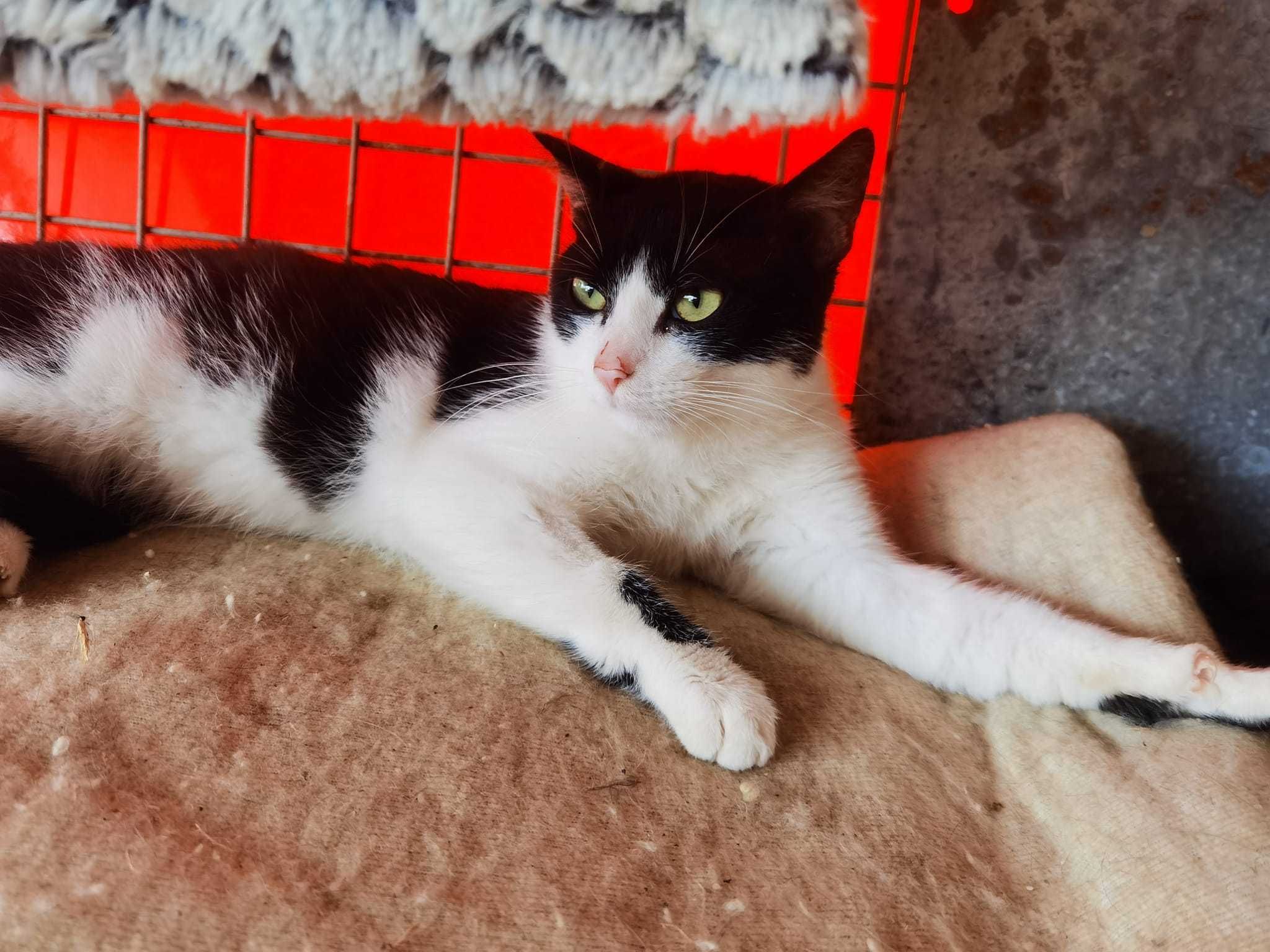 Diego – nieśmiały, łagodny kot, który czeka na Twój gest