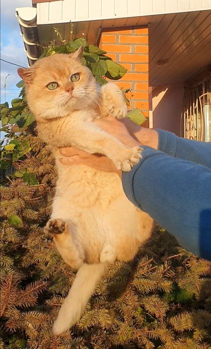 Золотой британец