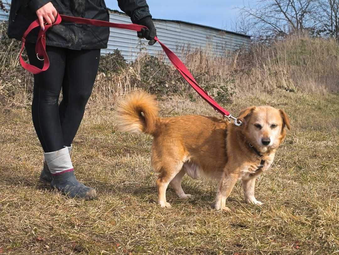 Nugat słodki rudzielec prosi o dom Adopcja