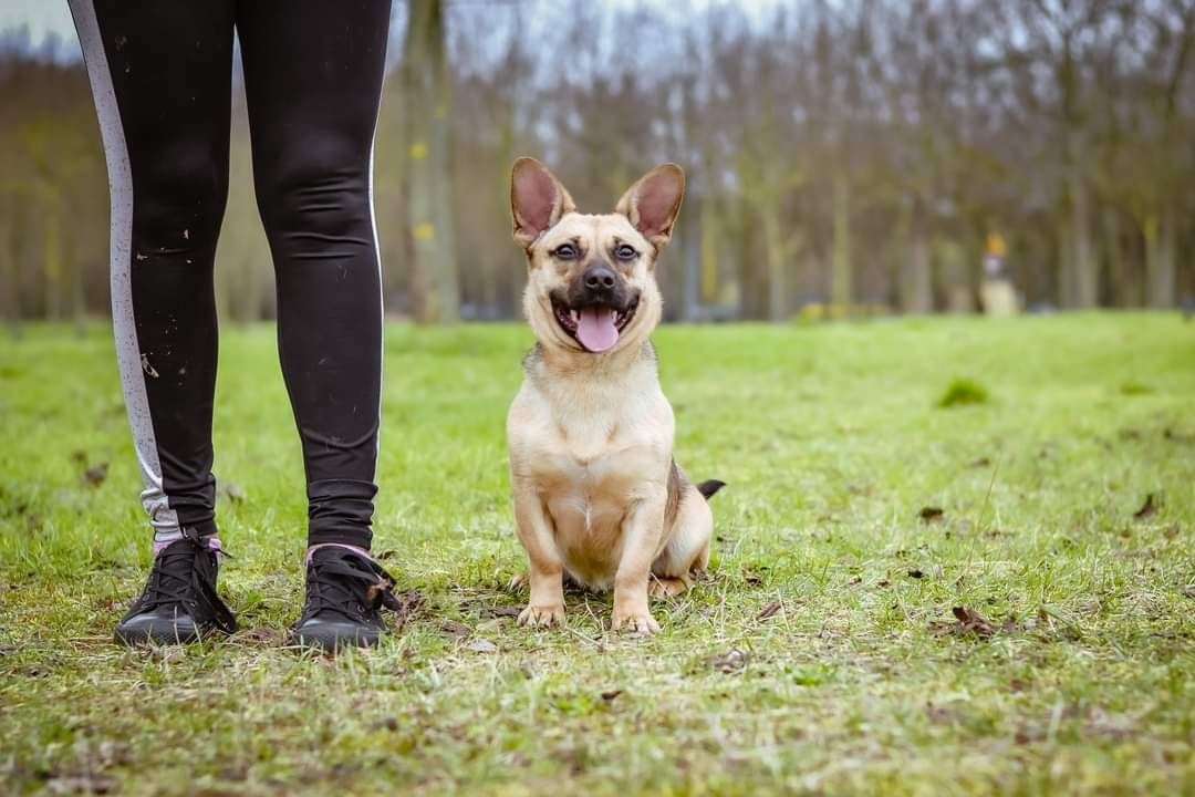 Podrośnięty szczeniak do adopcji! Wesoła, pogodna sunia do pokochania!