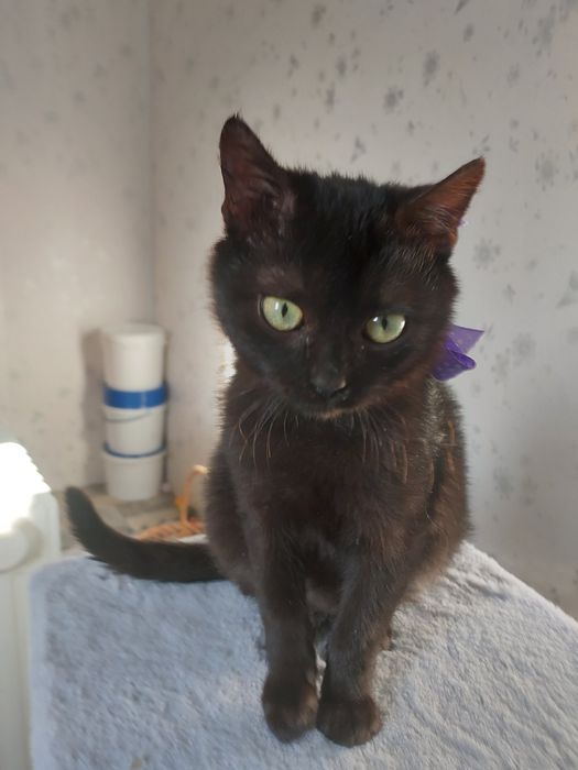 Шерлок та Ватсон  шукають найкращі ручки