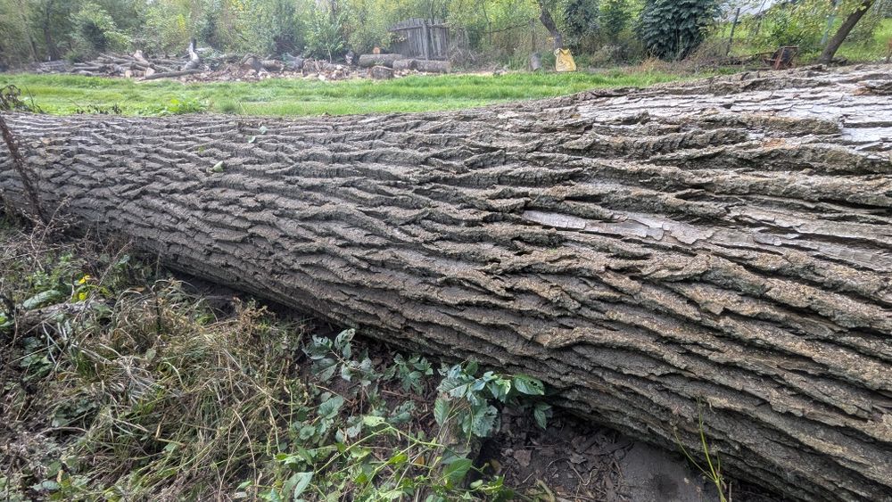 Topola kłoda 8m 135cm Jesion