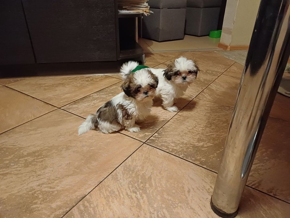 Shih tzu  - śliczny piesek - suczka szuka nowego domu