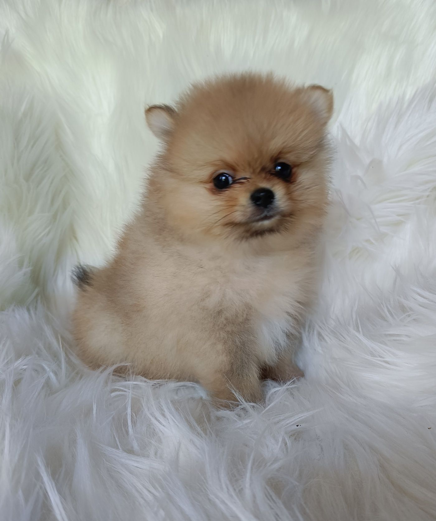 Szpic miniaturowy pomeranian piesek xs