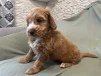 Cockapoo szczeniaki chłopiec