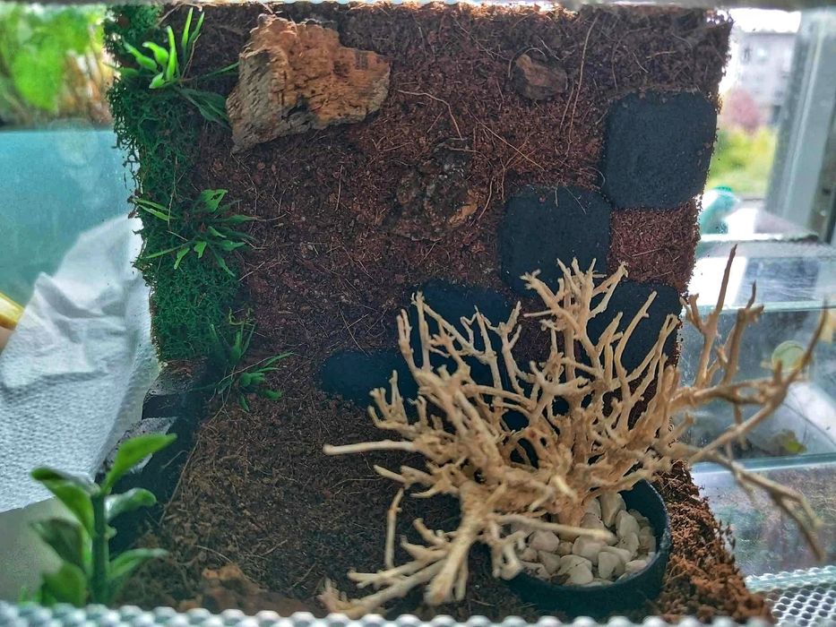 Terrarium 15 cm 14 cm 15 cm dla np pająka