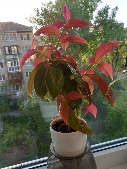 Перескія,декоративна рослинка,самовивіз Київ