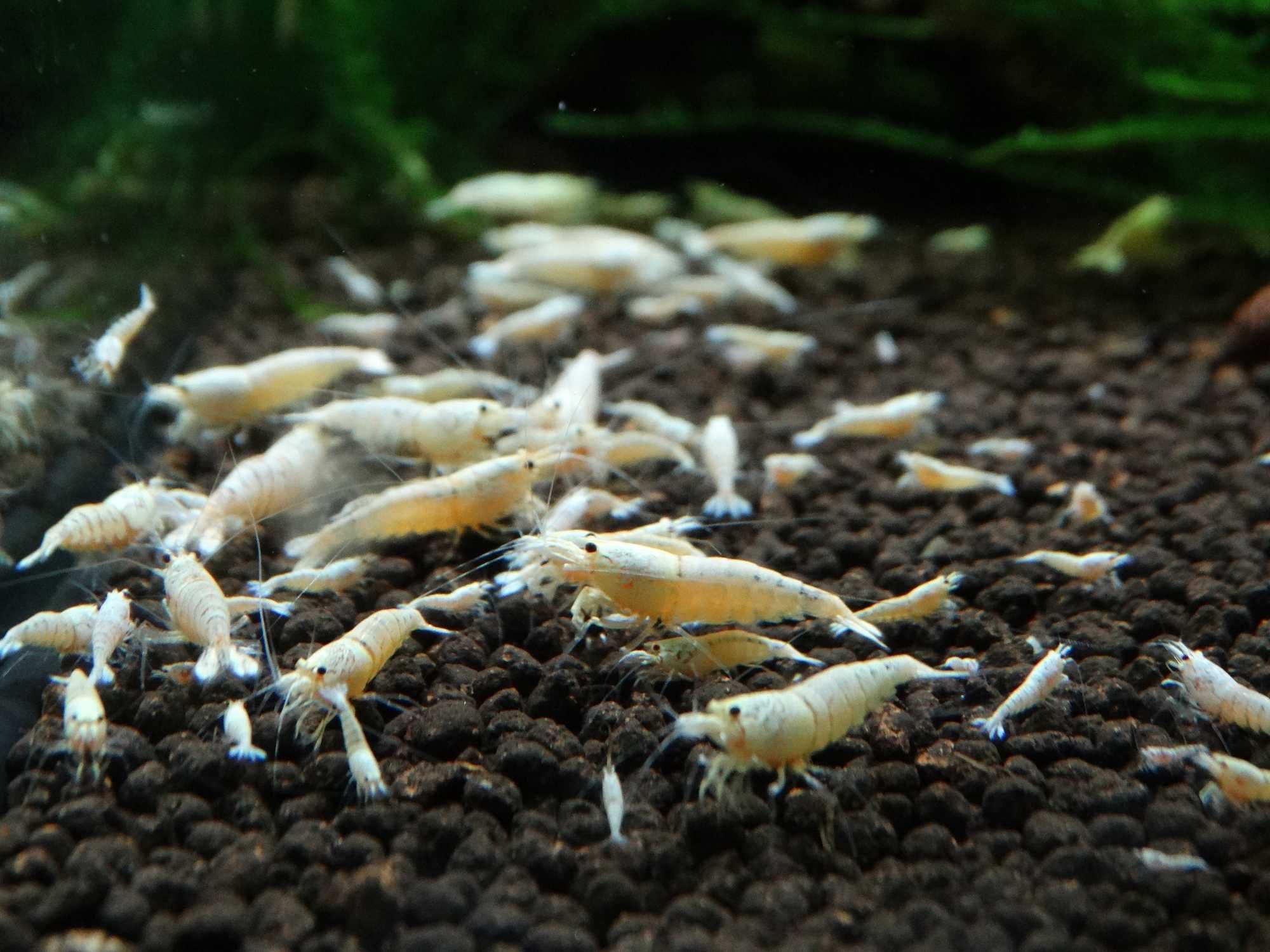Krewetki Caridina PWL Pure White Line ZAMIANA GRATIS PROMOCJA