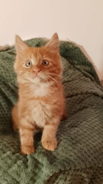 Kocurek Maine Coon Rodowód FPL
