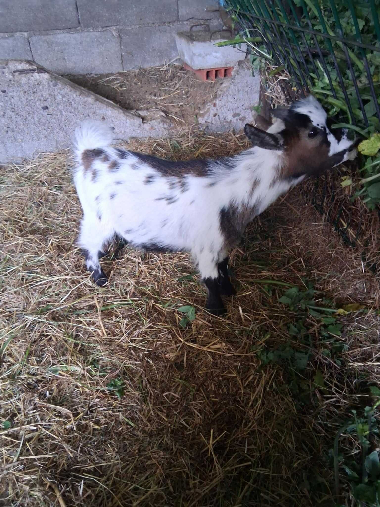 Cabras anãs domesticadas criadas a biberão