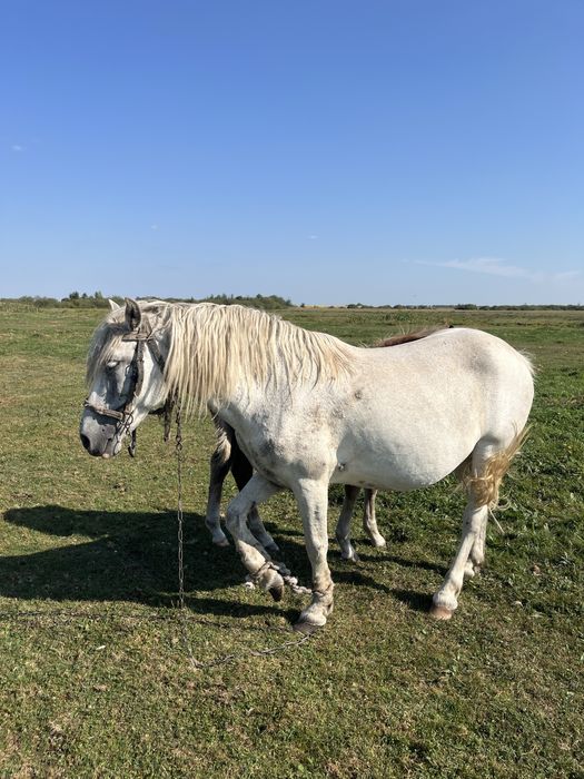 Продається кобила 10 років