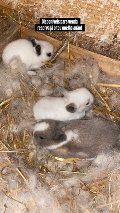Coelhos anoes disponiveis