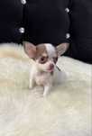 Chihuahua śliczna xxs mini sunia czekoladowa