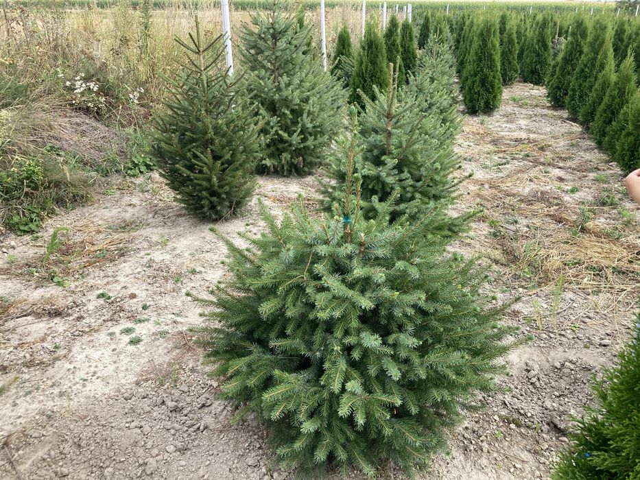 Tuje Szmaragd, świerki, iglaki