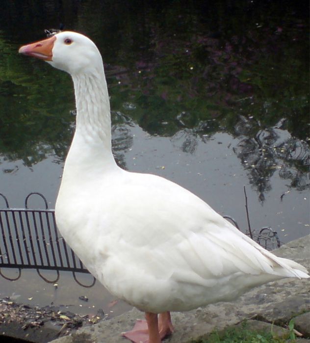 Домашня гуска, індюшка, мясо гуски та індюшка.