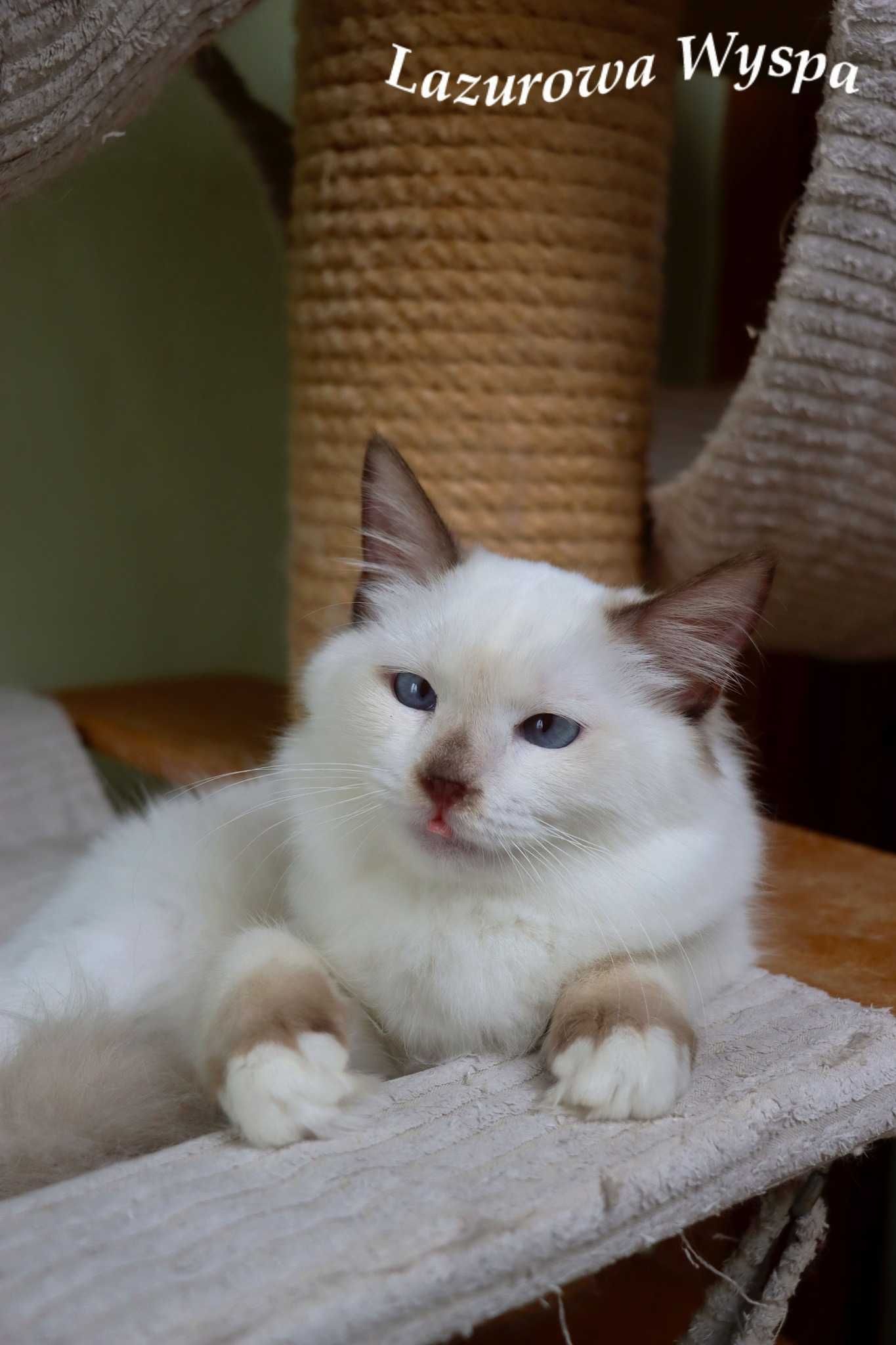 Europa ragdoll z Lazurowej Wyspy.