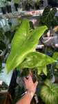 Алоказія зебріна, alocasia zebrina