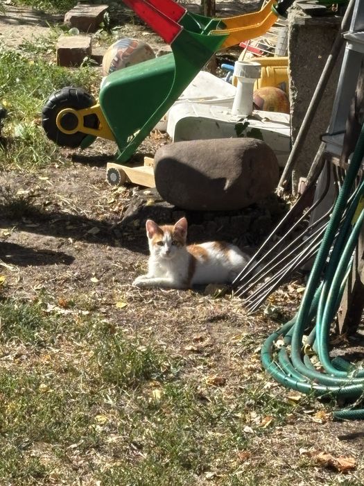 Młode koty oddam za darmo