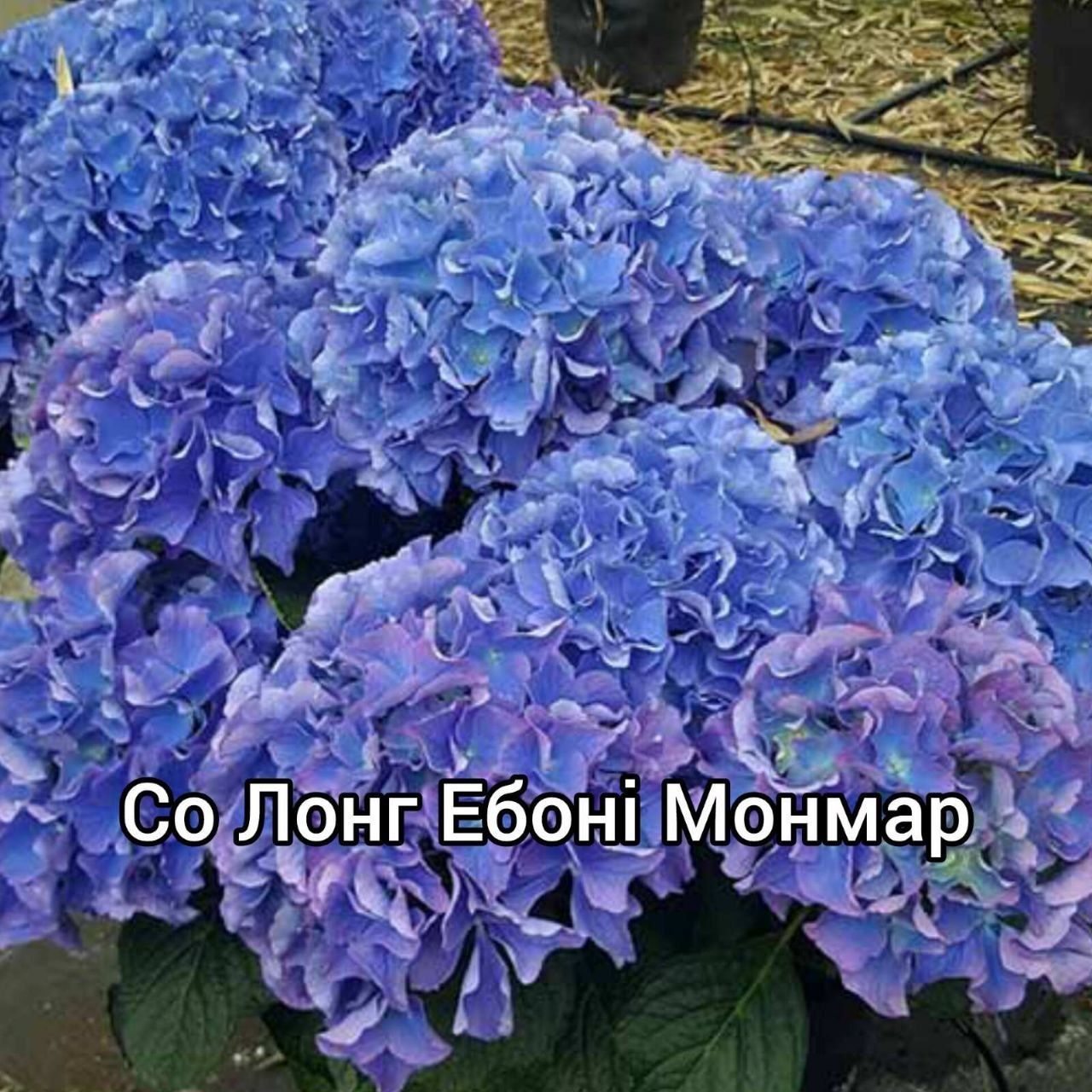 Сочные Ягоды и Элитные Цветы — Начни Садить Уже Сегодня!